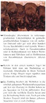 Faltblatt 'Der Große Abendsegler' (Seite 4)